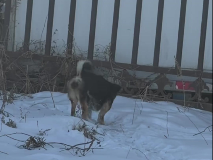 The Disabled Dog Who Walked Backward Finally Found Safety After Begging for Food in a Factory