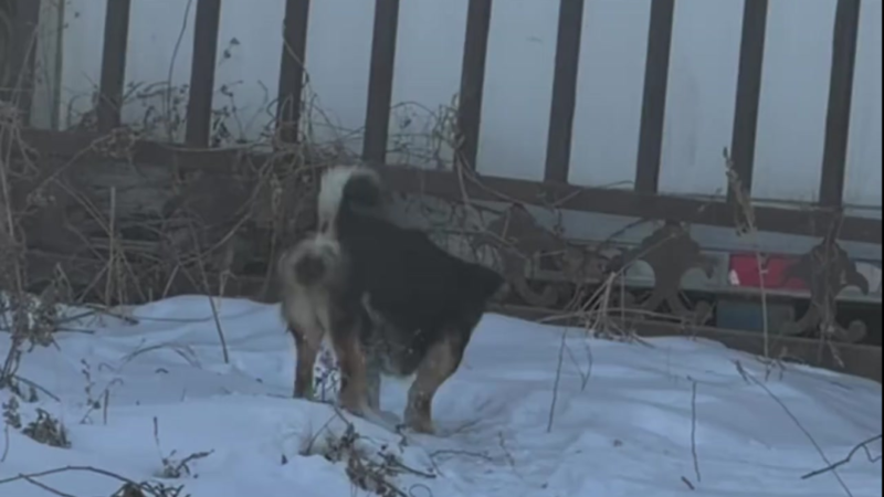 The Disabled Dog Who Walked Backward Finally Found Safety After Begging for Food in a Factory