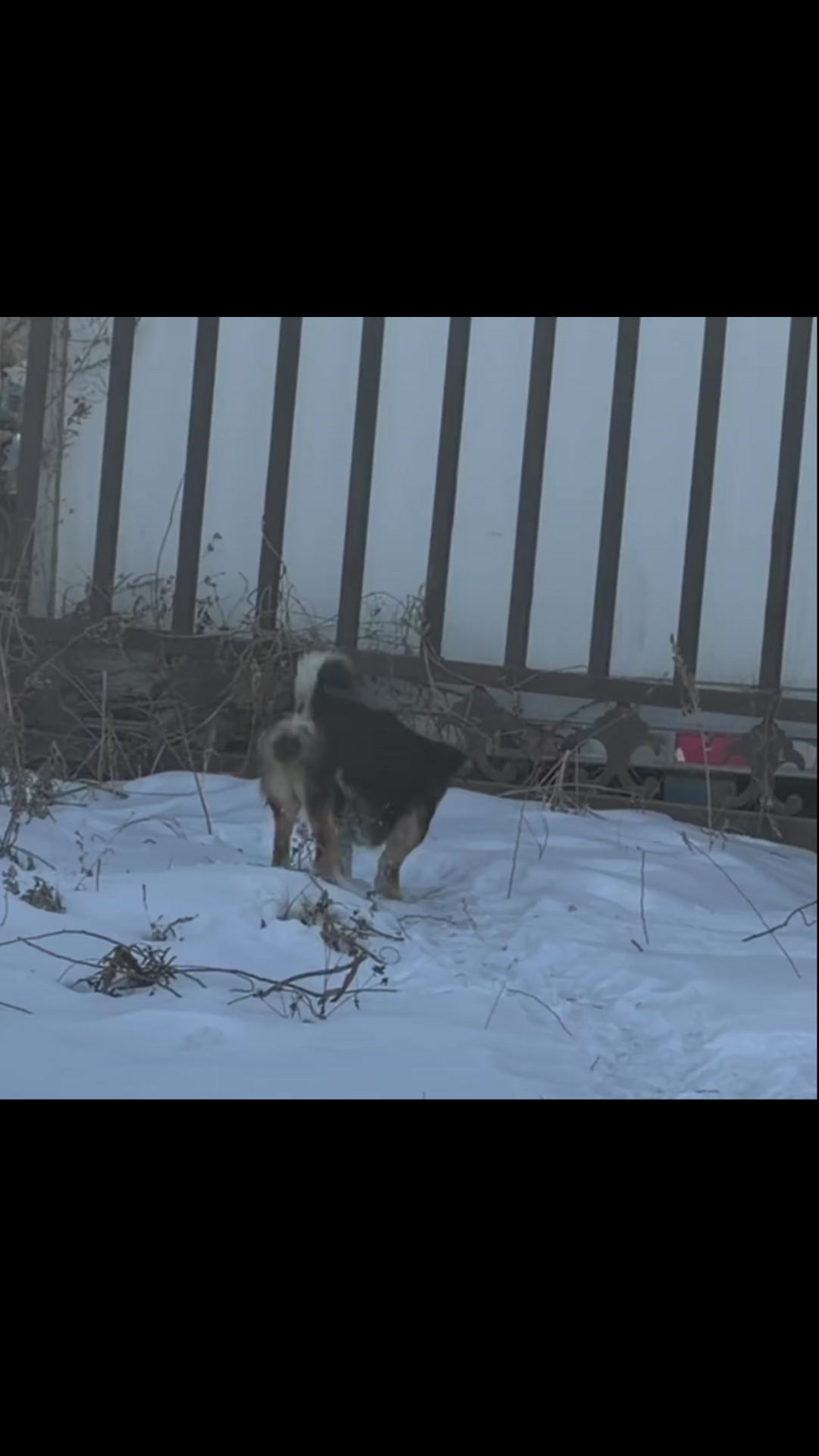 The Disabled Dog Who Walked Backward Finally Found Safety After Begging for Food in a Factory