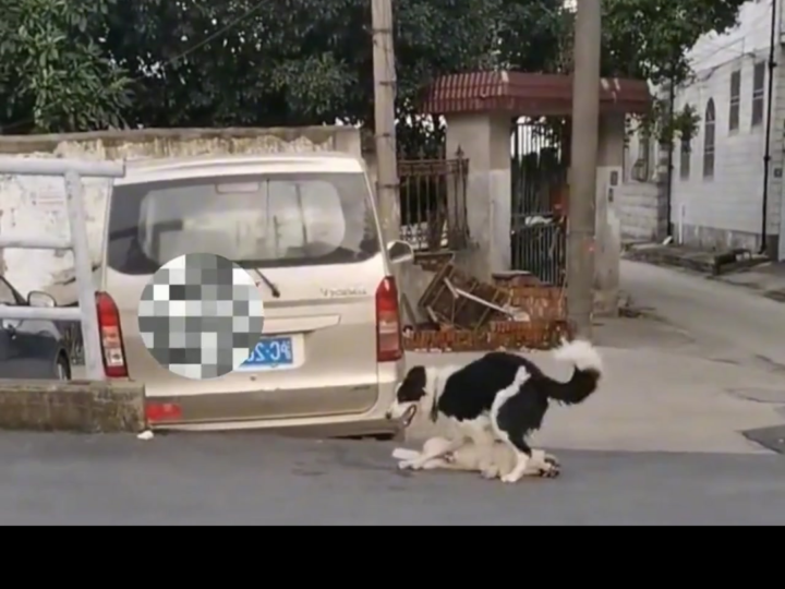 The Dog Who Refused to Give Up: A Heartbreaking Rescue That Left Researchers Speechless