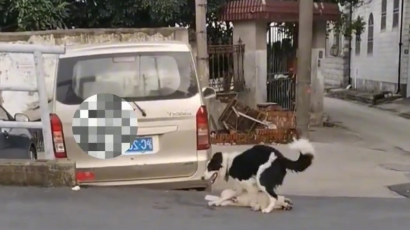 The Dog Who Refused to Give Up: A Heartbreaking Rescue That Left Researchers Speechless