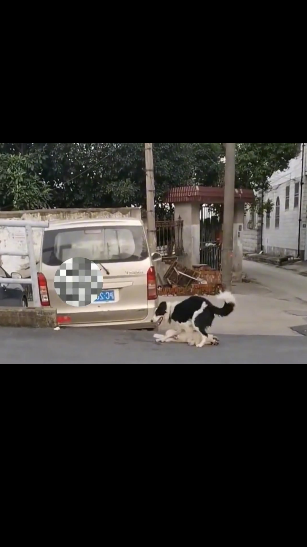 The Dog Who Refused to Give Up: A Heartbreaking Rescue That Left Researchers Speechless