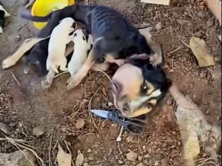 A Starving Mother Dog Refused to Give Up on Her Puppies Until Help Finally Arrived