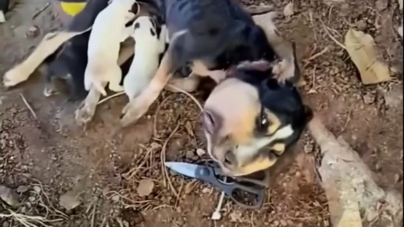 A Starving Mother Dog Refused to Give Up on Her Puppies Until Help Finally Arrived
