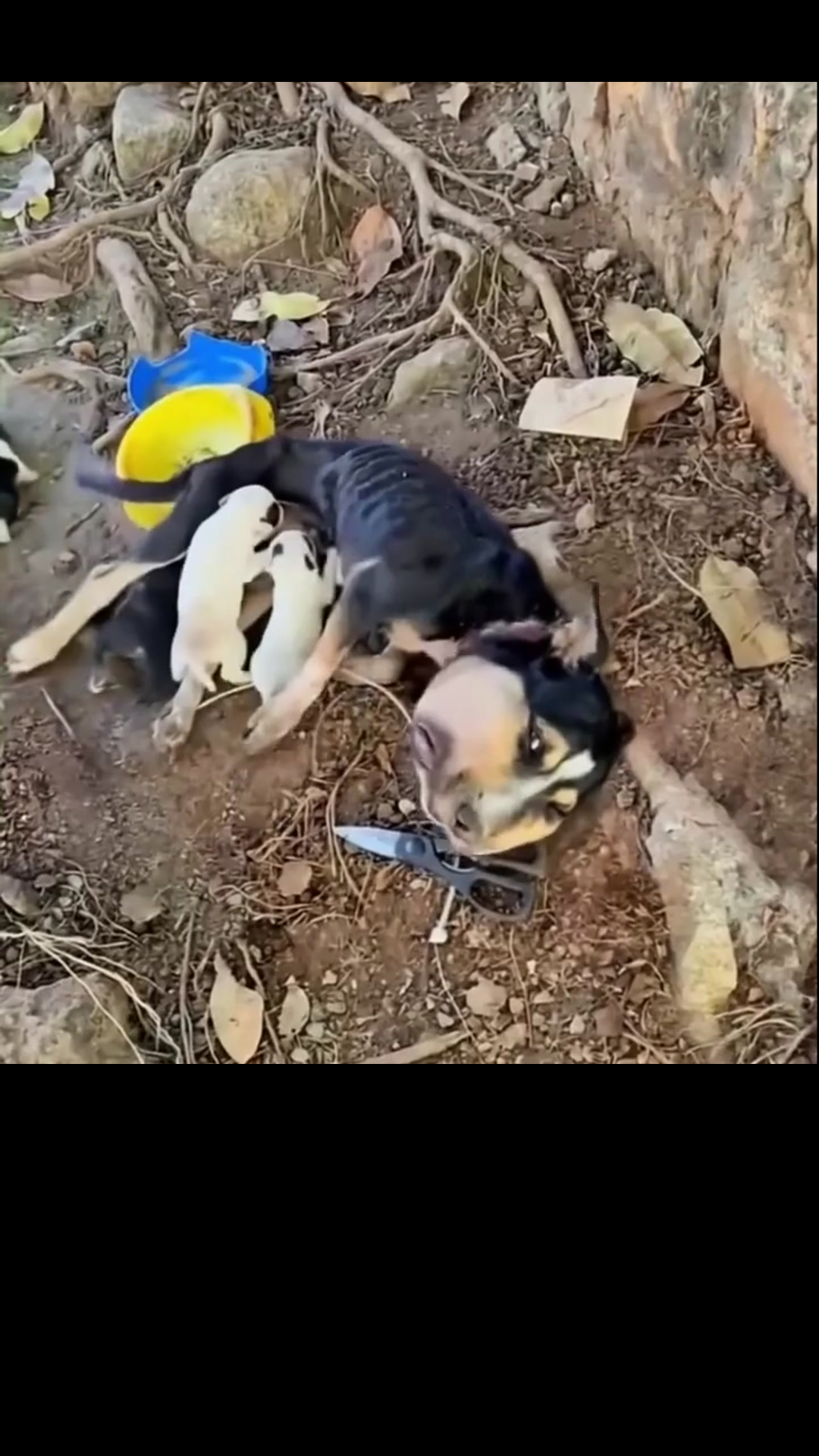 A Starving Mother Dog Refused to Give Up on Her Puppies Until Help Finally Arrived