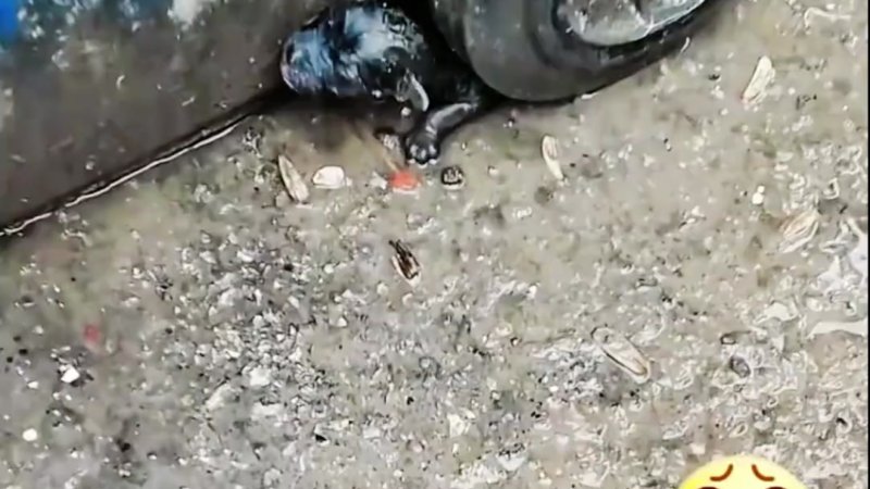 A Tiny Puppy Left in the Storm Finds Hope Through One Stranger’s Kindness