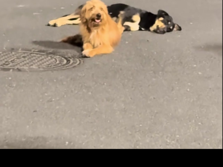 Everyone Thought the Dog Was Dying — But the Truth Behind the Viral Street Scene Left an Entire Crowd Laughing