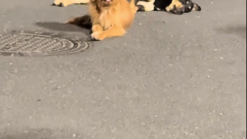 Everyone Thought the Dog Was Dying — But the Truth Behind the Viral Street Scene Left an Entire Crowd Laughing
