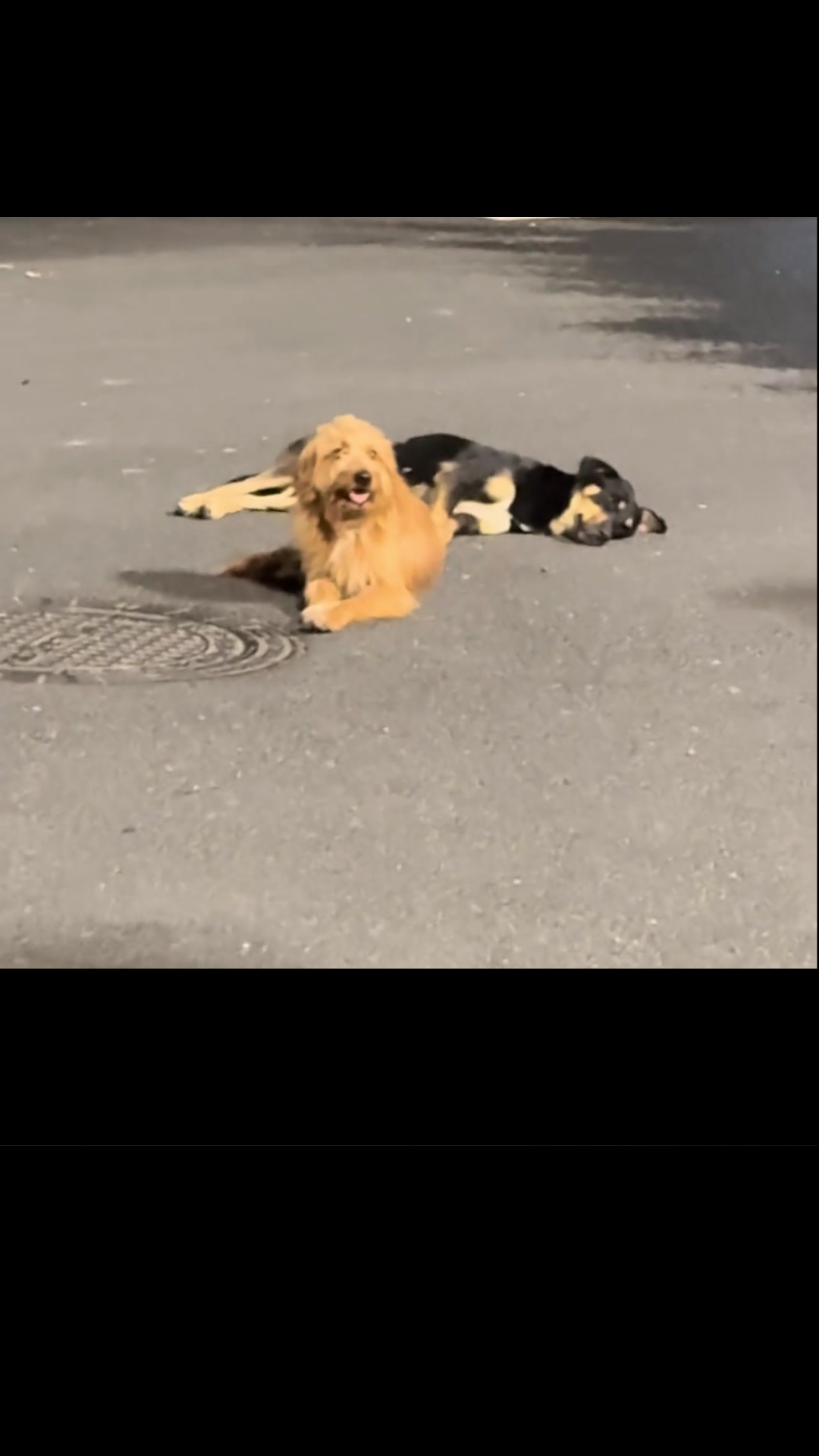 Everyone Thought the Dog Was Dying — But the Truth Behind the Viral Street Scene Left an Entire Crowd Laughing
