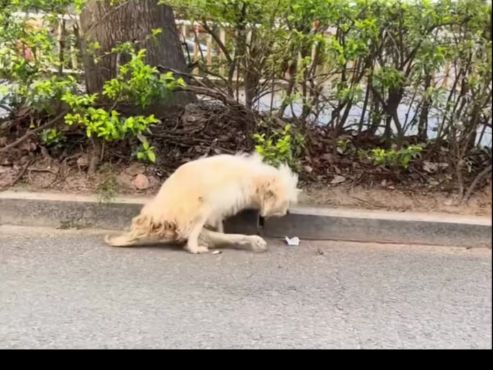 He Could Barely Drag Himself Forward: The Emotional Rescue of a Paralyzed Old Dog Left Starving on the Streets