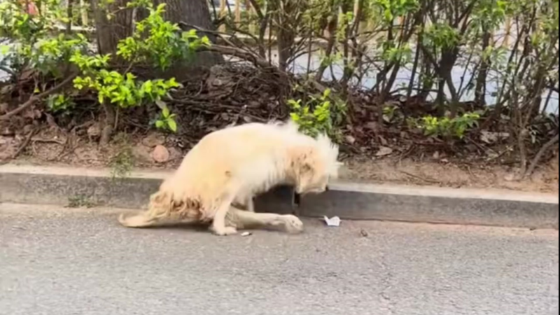 He Could Barely Drag Himself Forward: The Emotional Rescue of a Paralyzed Old Dog Left Starving on the Streets