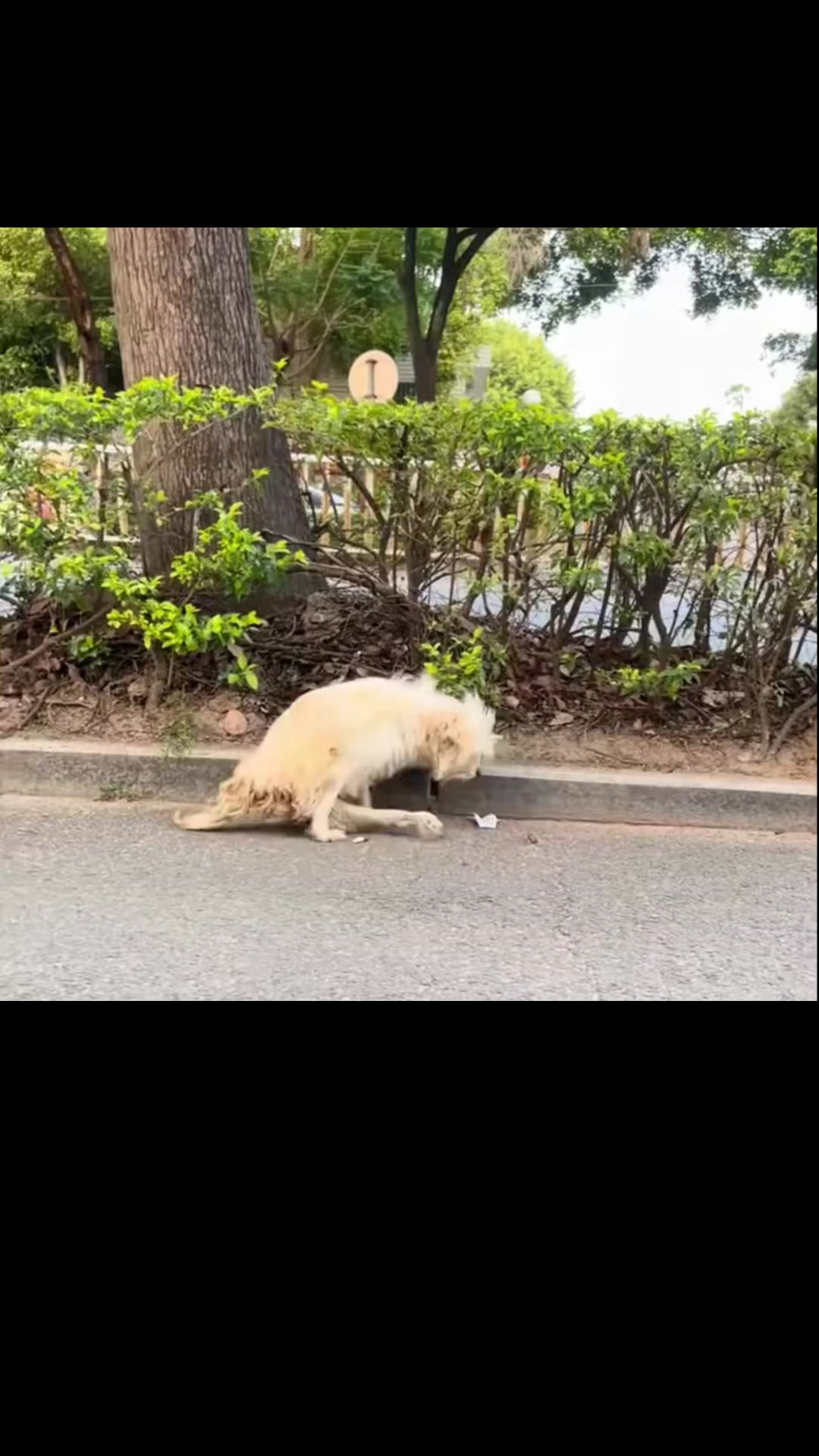 He Could Barely Drag Himself Forward: The Emotional Rescue of a Paralyzed Old Dog Left Starving on the Streets