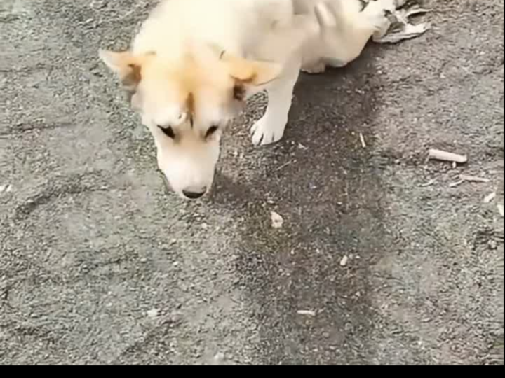 He Could No Longer Walk, But One Kind Soul Refused to Leave Him Behind