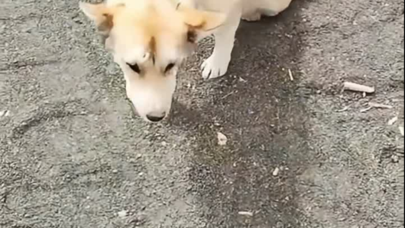 He Could No Longer Walk, But One Kind Soul Refused to Leave Him Behind