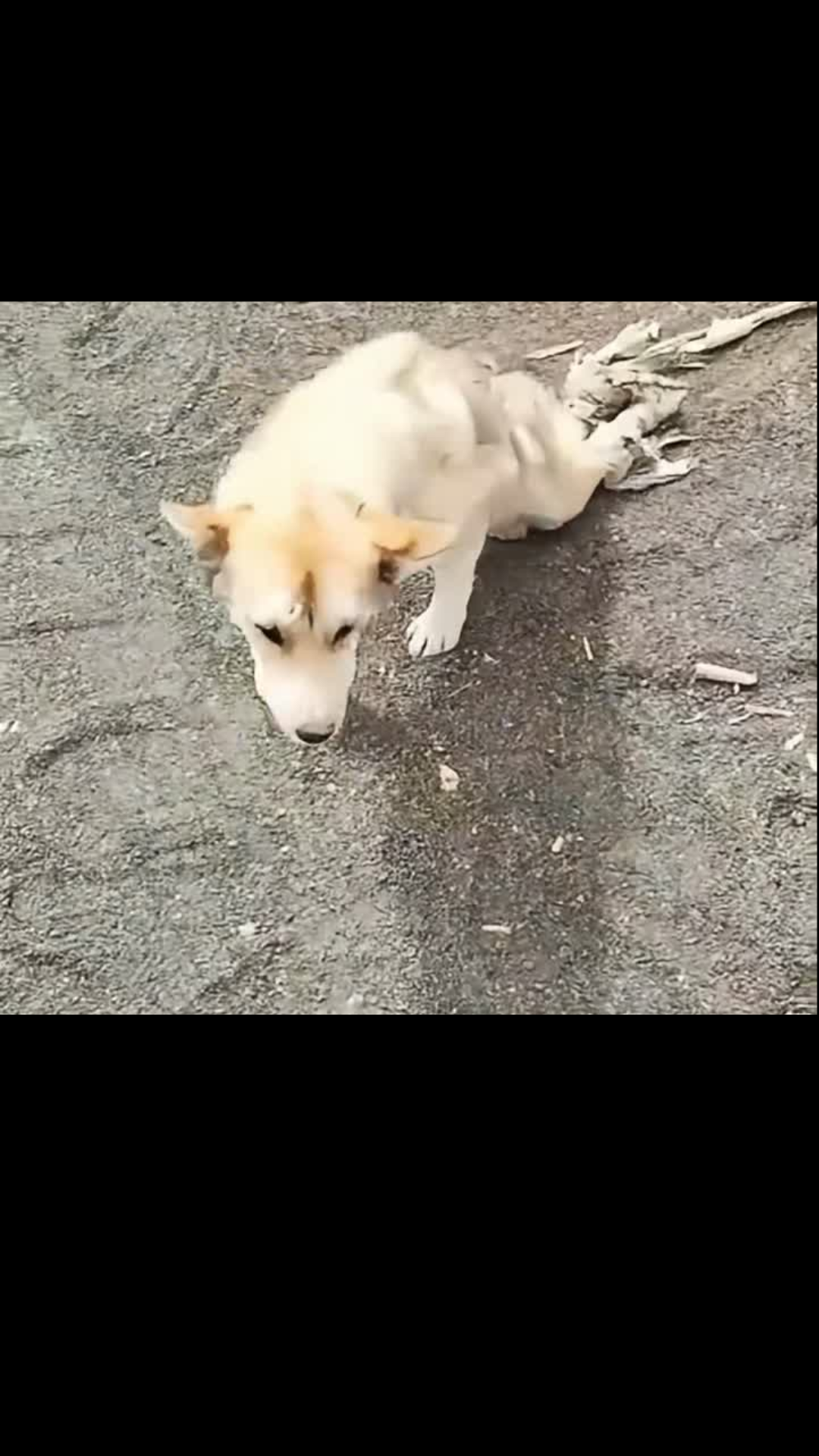 He Could No Longer Walk, But One Kind Soul Refused to Leave Him Behind