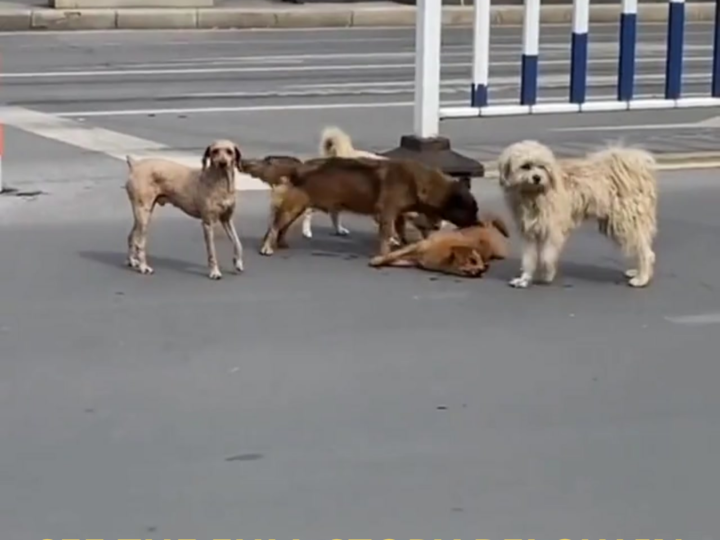 Loyal Until the Last Breath: Stray Dogs Refuse to Leave Their Friend After Fatal Road Accident