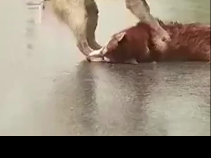 A Heartbreaking Scene in the City Center: Loyal Dog Cries Beside Injured Companion After Tragic Accident