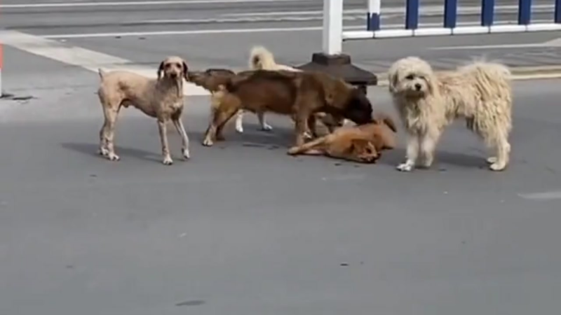 Loyal Until the Last Breath: Stray Dogs Refuse to Leave Their Friend After Fatal Road Accident