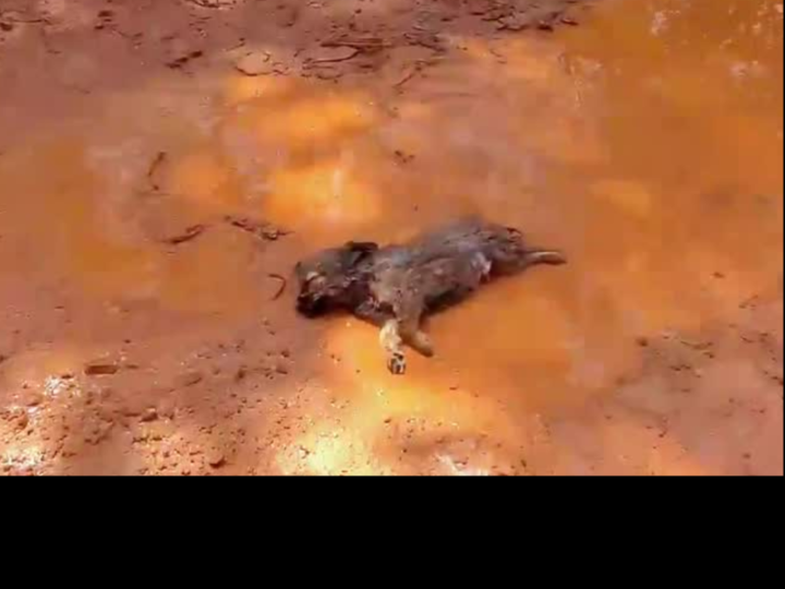 Left for Dead in the Mud: Unconscious Puppy Found Drowning in a Roadside Puddle Sparks Emotional Rescue