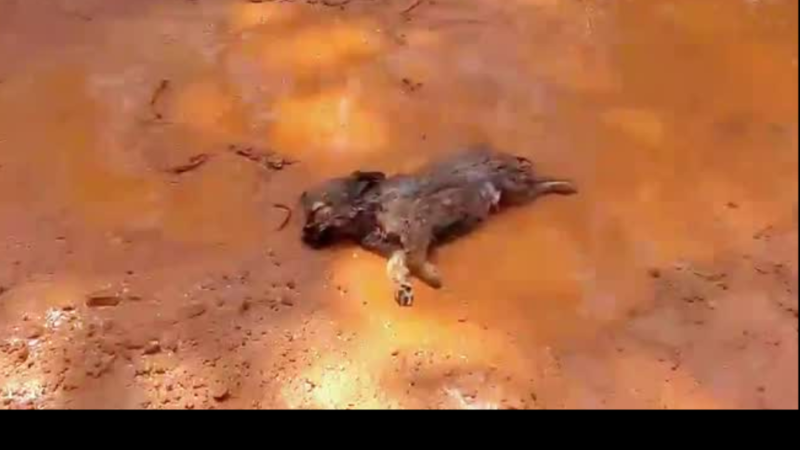Left for Dead in the Mud: Unconscious Puppy Found Drowning in a Roadside Puddle Sparks Emotional Rescue