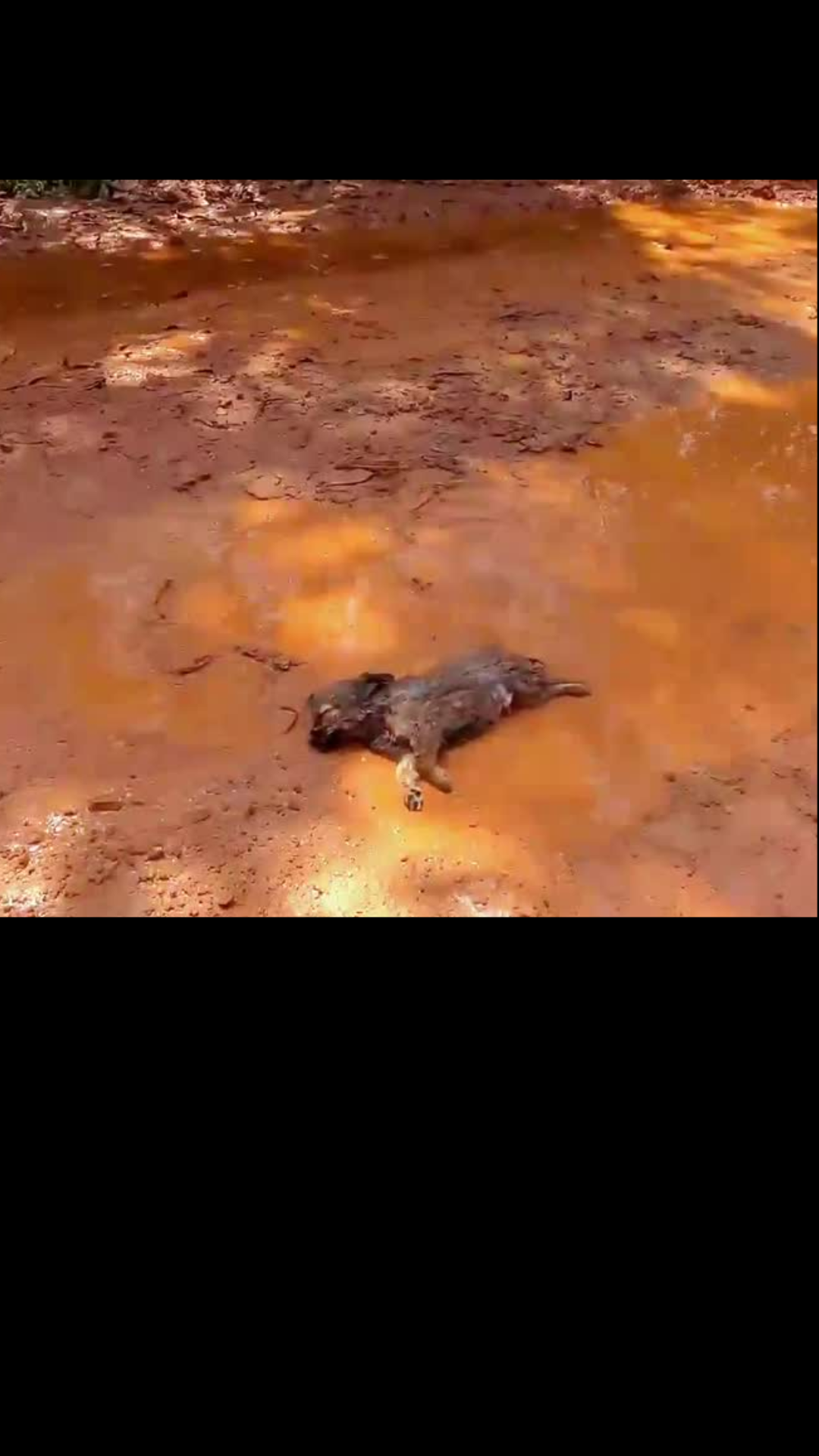 Left for Dead in the Mud: Unconscious Puppy Found Drowning in a Roadside Puddle Sparks Emotional Rescue