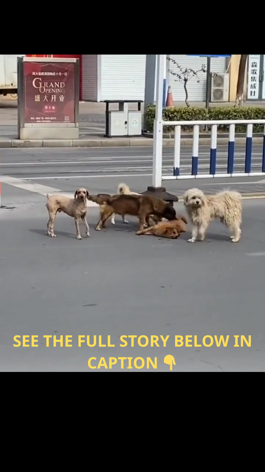 Loyal Until the Last Breath: Stray Dogs Refuse to Leave Their Friend After Fatal Road Accident