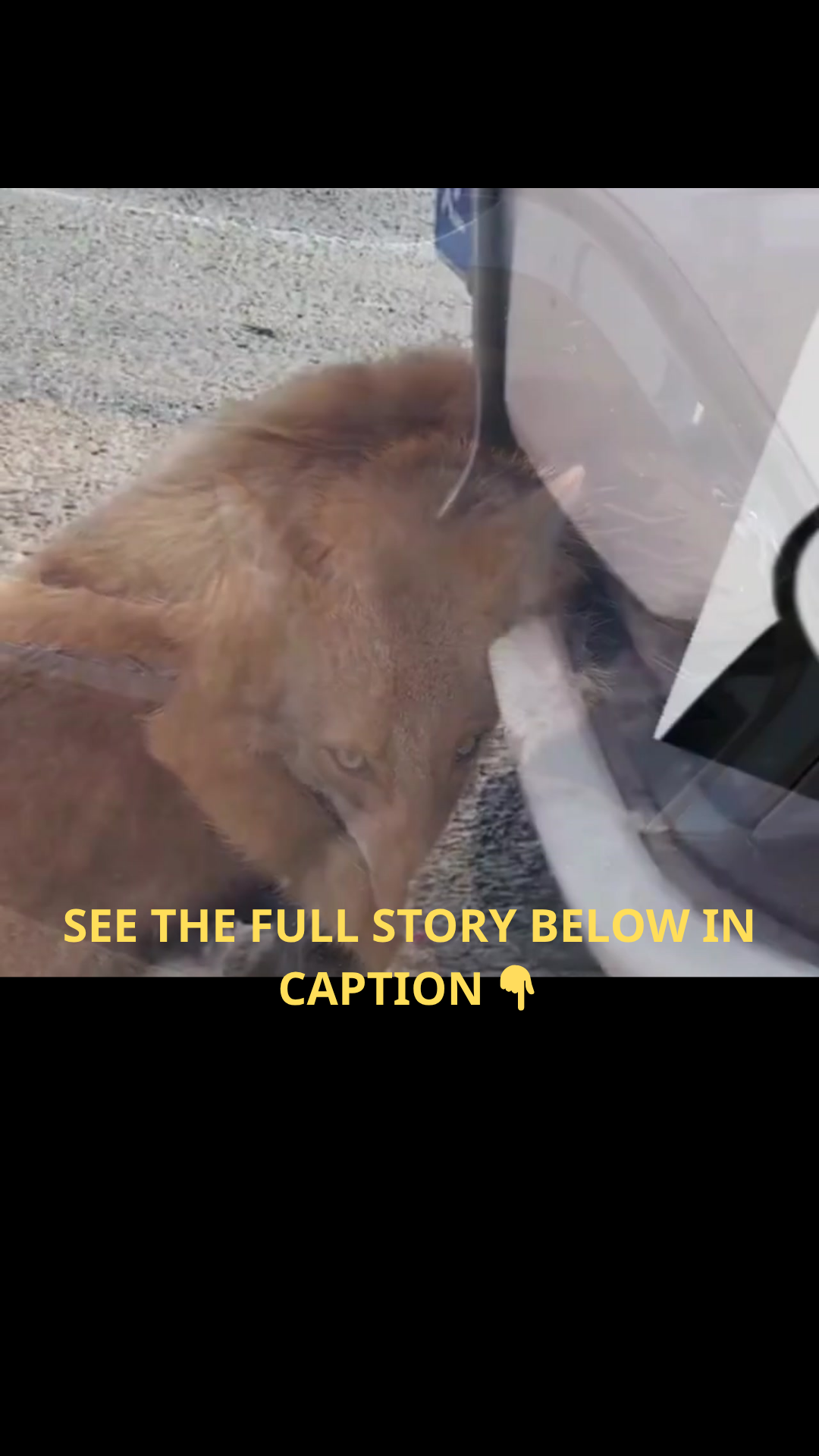 He Drove Hundreds of Kilometers at High Speed — Then a Terrifying Discovery Behind His Car Changed Everything