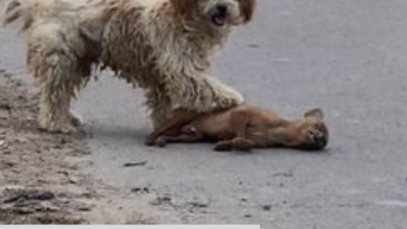 They Refused to Leave Him Behind: The Heartbreaking Loyalty of Two Dogs Guarding a Lifeless Puppy
