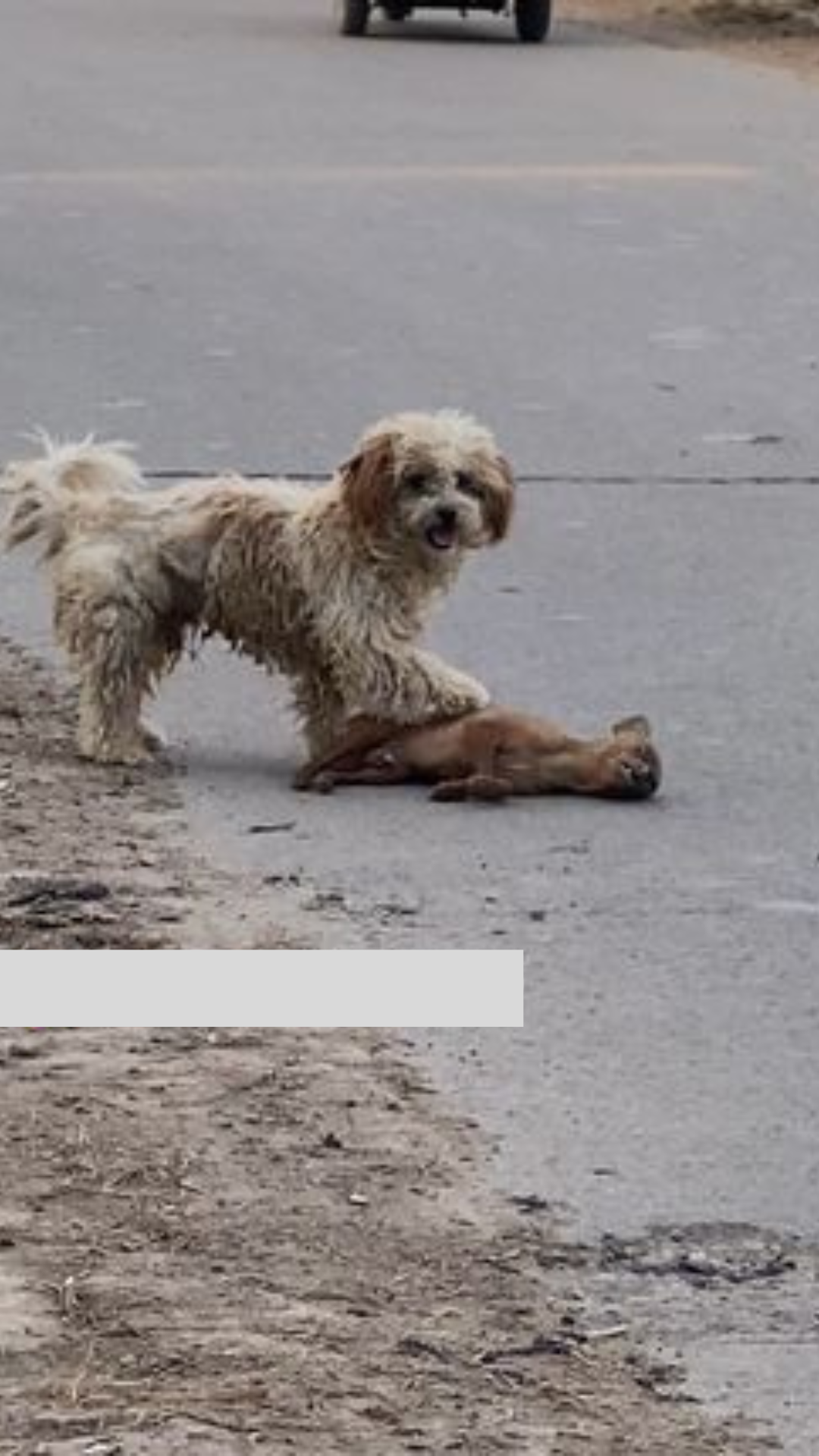 They Refused to Leave Him Behind: The Heartbreaking Loyalty of Two Dogs Guarding a Lifeless Puppy