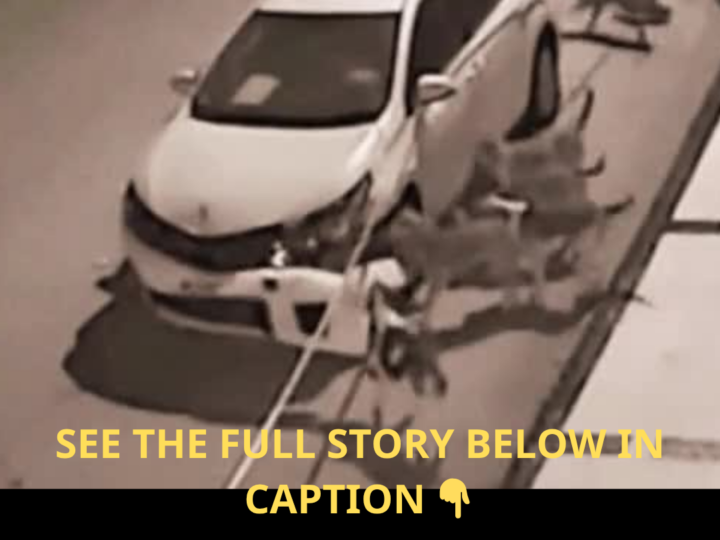Midnight Chaos: Pack of Dogs Mysteriously Breaks Into Parked Car and Chews Interior to Pieces