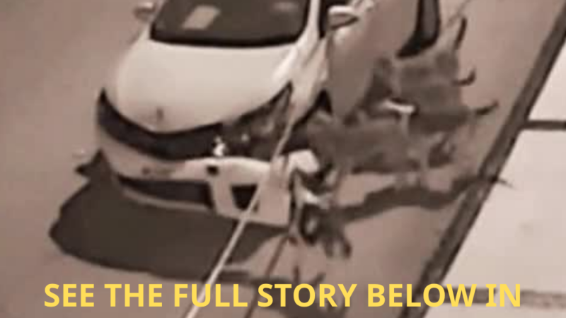 Midnight Chaos: Pack of Dogs Mysteriously Breaks Into Parked Car and Chews Interior to Pieces