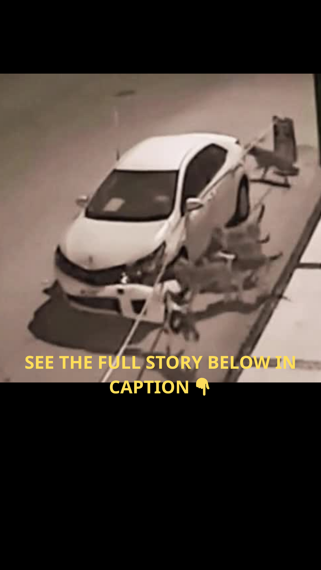 Midnight Chaos: Pack of Dogs Mysteriously Breaks Into Parked Car and Chews Interior to Pieces