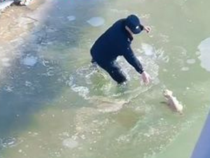 Frozen River Miracle: Police Officers Rescue Tiny Puppy Trapped Beneath the Ice