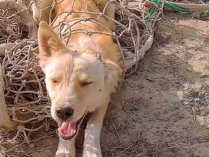 Tangled in a Cruel Trap, the Helpless Dog Waited for Someone to Save Him