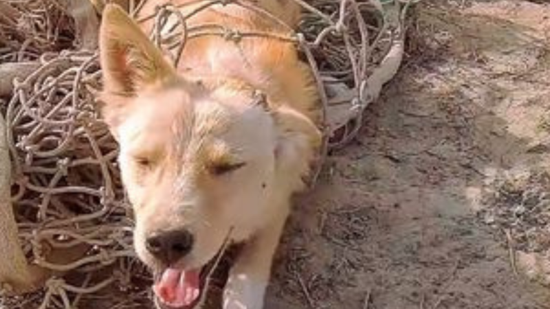 Tangled in a Cruel Trap, the Helpless Dog Waited for Someone to Save Him