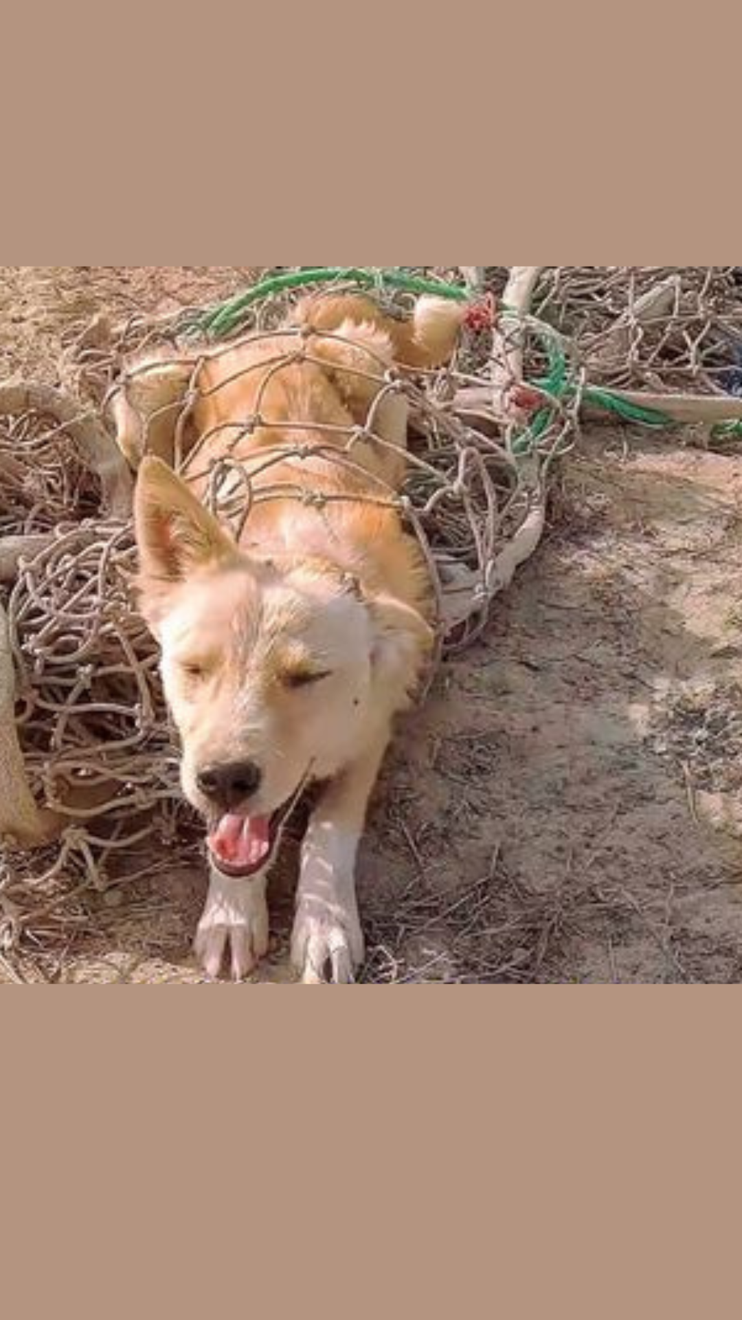 Tangled in a Cruel Trap, the Helpless Dog Waited for Someone to Save Him