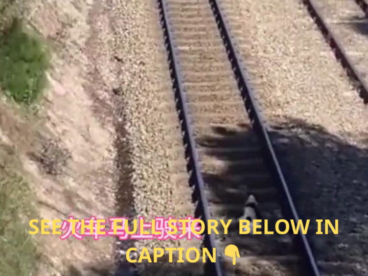 Seconds Before Disaster: Owner Leaps Onto Train Tracks to Save Trapped Dog as Train Rushes Closer
