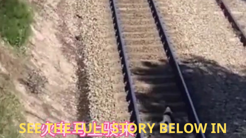 Seconds Before Disaster: Owner Leaps Onto Train Tracks to Save Trapped Dog as Train Rushes Closer