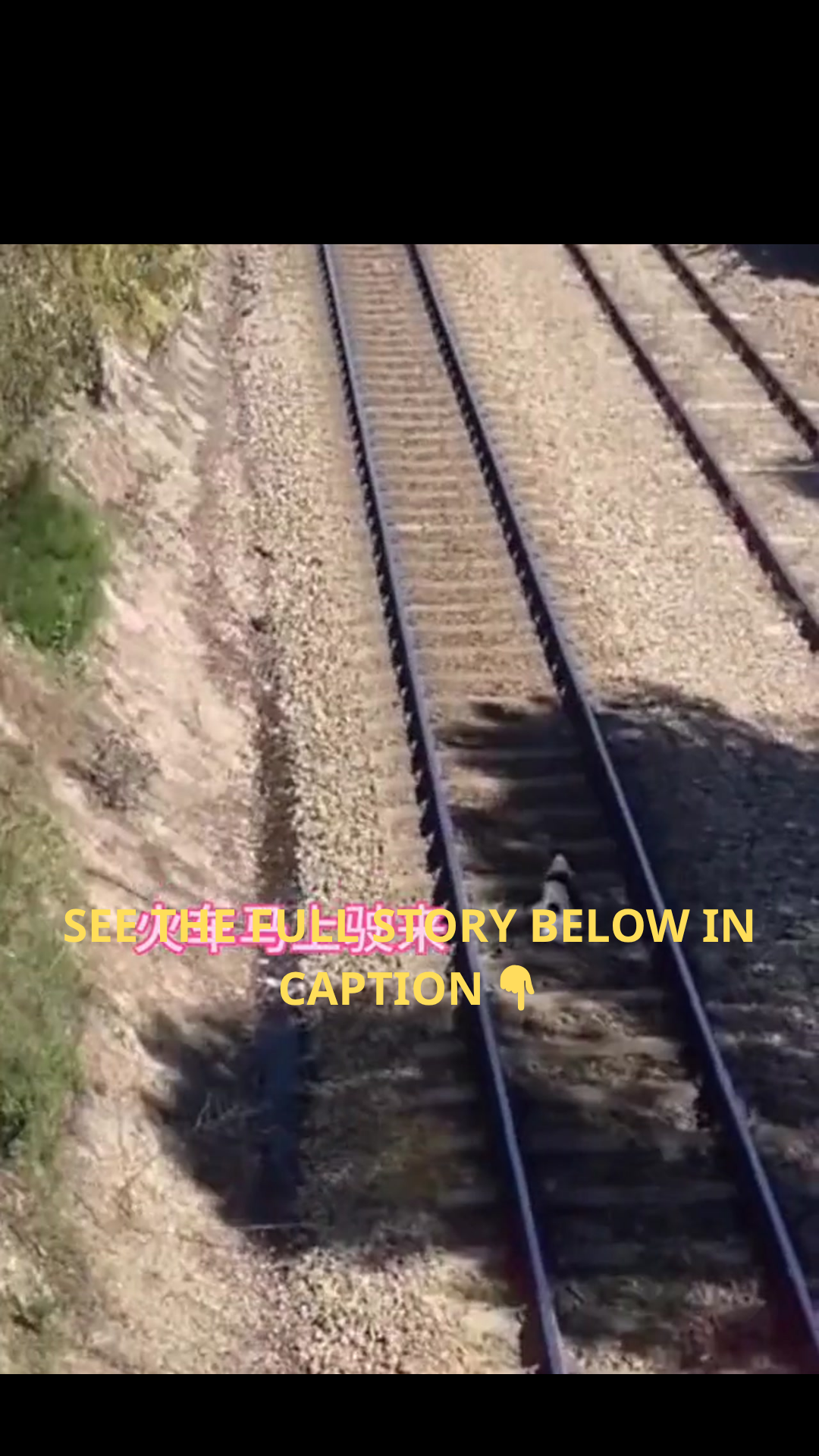 Seconds Before Disaster: Owner Leaps Onto Train Tracks to Save Trapped Dog as Train Rushes Closer
