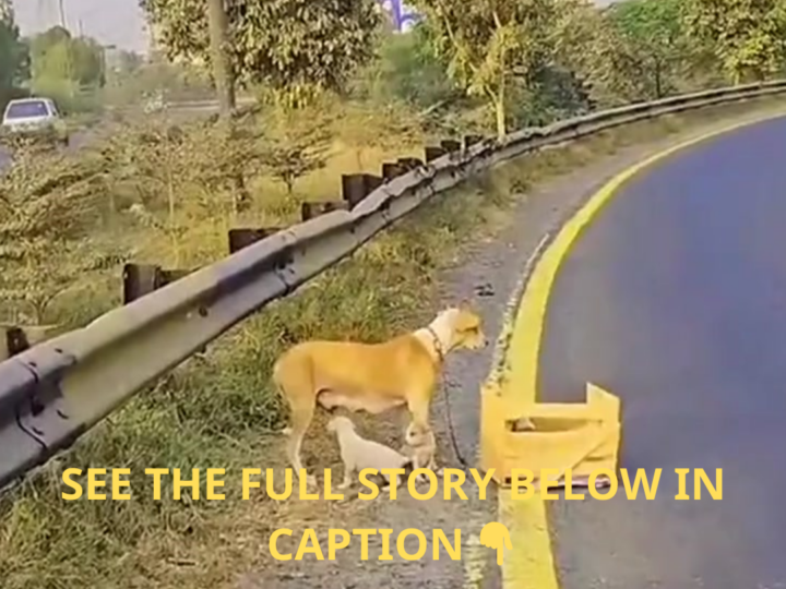 Left on the Highway: A Mother Dog’s Fight to Keep Her Puppies Alive After a Cruel Abandonment