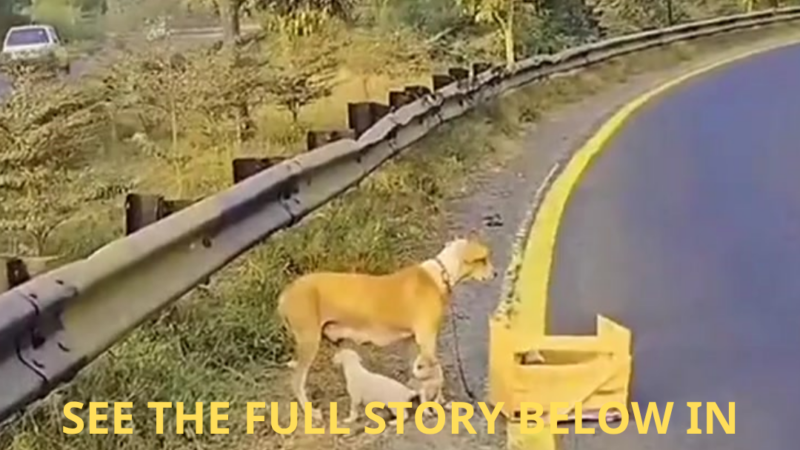 Left on the Highway: A Mother Dog’s Fight to Keep Her Puppies Alive After a Cruel Abandonment