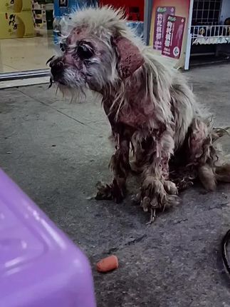 He Was Thrown Away for Being “Too Dirty” — But This Loyal Old Dog Refused to Leave the Only Home He Ever Knew