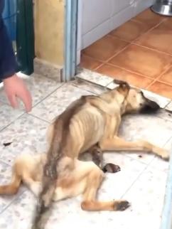 From Struggle to Joy: How Positive Energy Can Transform Your Dog’s Life and Unlock Their Full Potential