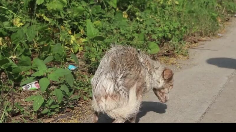 From Skin and Bones to a New Life: The Stray Dog Who Couldn’t Keep Food Down Finally Found Hope