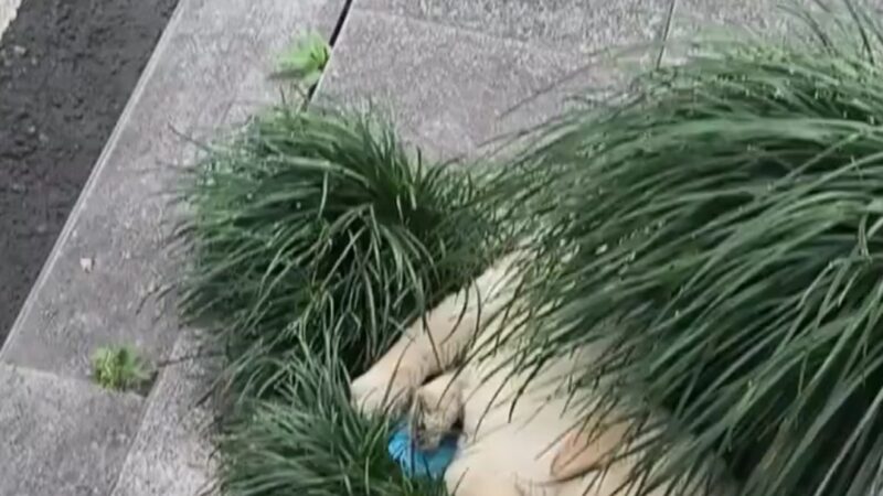 He Could No Longer Stand: The Heartbreaking Rescue of a Starving Dog Left Helpless by the Roadside