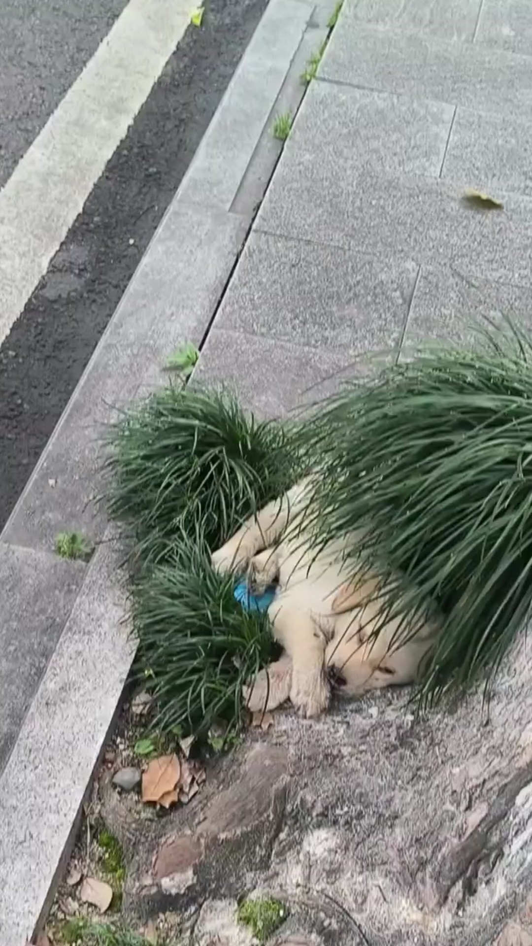 He Could No Longer Stand: The Heartbreaking Rescue of a Starving Dog Left Helpless by the Roadside