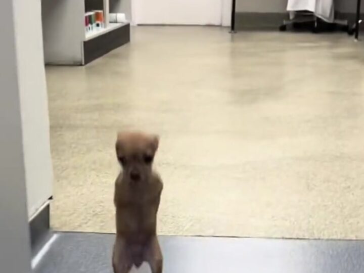 From Tragedy to Triumph: One-Legged Dog Defies the Odds and Learns to Run Again