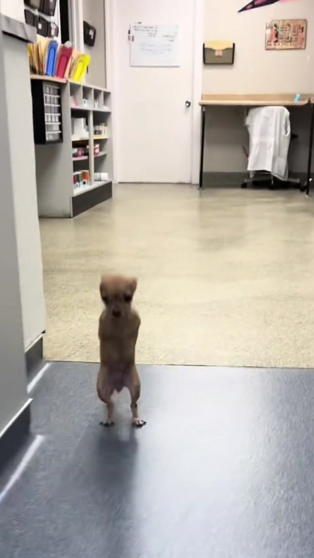 From Tragedy to Triumph: One-Legged Dog Defies the Odds and Learns to Run Again