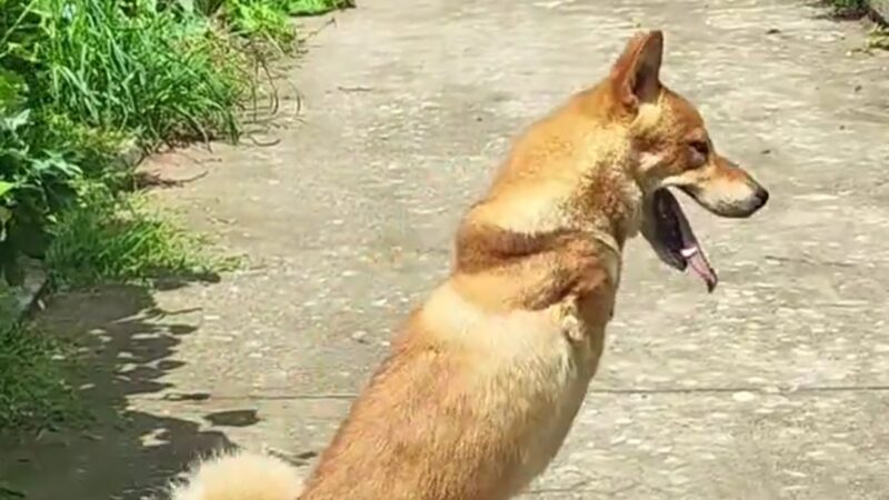 Born Without Two Front Legs, This Brave Puppy’s Unstoppable Spirit Is Melting Hearts Around the World