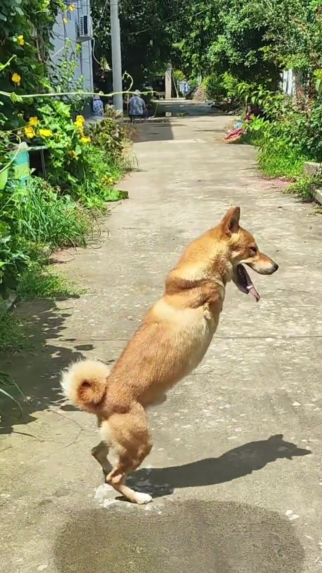 Born Without Two Front Legs, This Brave Puppy’s Unstoppable Spirit Is Melting Hearts Around the World